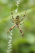 araigneejaunenoire