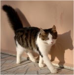 foufou3