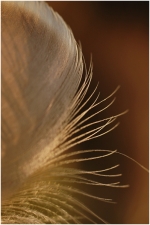plume1