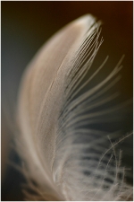 plume2