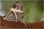 serrepapillons10