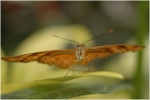 serrepapillons11