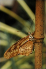 serrepapillons6