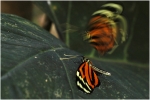 serrepapillons8
