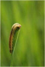 verfeuille