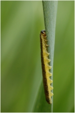 verfeuille2