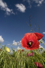 coquelicot