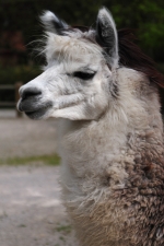 lama2