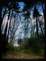 foret