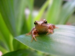 grenouille 800 pix