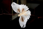 papillon-original