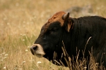 AUBRAC7