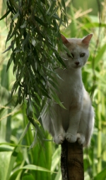 CHAT0
