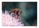 abeille