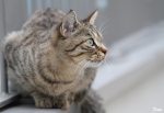 chat2
