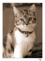 chatminou