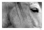 cheval-1