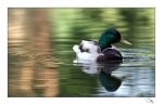 colvert