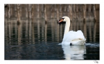cygnes
