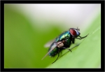 mouche-verte