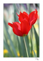 tulipe
