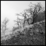 arbre_carre2+vignetage_reduit