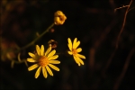 DSC_1395_700_2