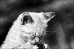 DSC_2074_700