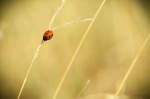 DSC_4515-Modifier
