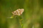 DSC_7860-Modifier-2-2