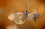 DSC_9341-Modifier