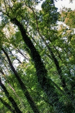 arbres
