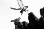 ratVolant