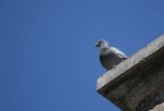ratVolant2