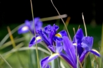fleur