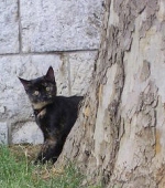 chat24prcOrig-c