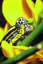 chenille