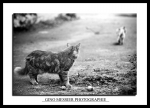 minou 01 nb
