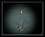 fin