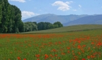 coquelicots