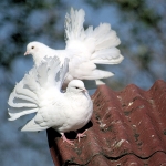 2_pigeons