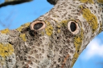 aarbre