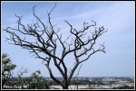 arbre