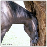 cheval
