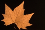feuille_1