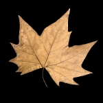feuille_2