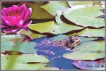 grenouille_1