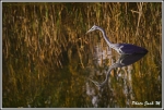heron_1