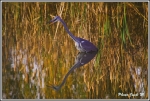 heron_2