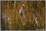 heron_3